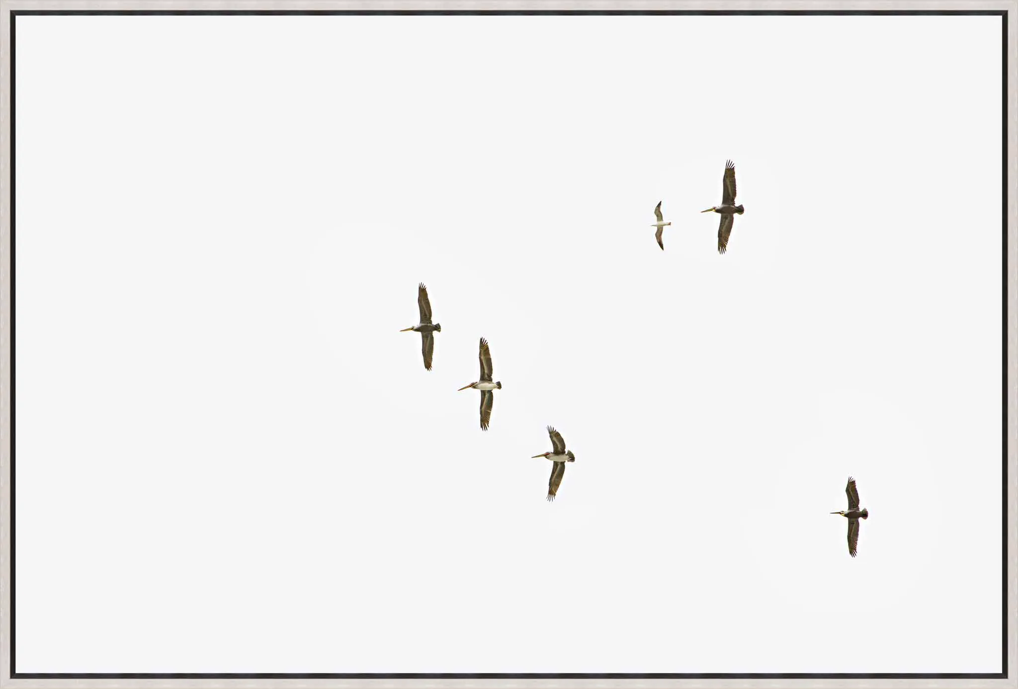 image of Sky to the Fly