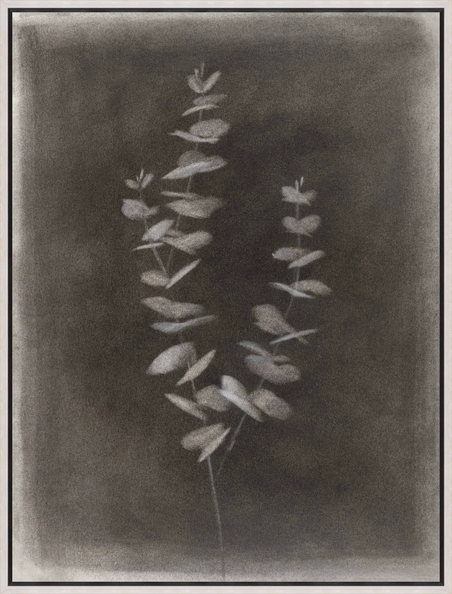 image of Charcoal Eucalyptus I