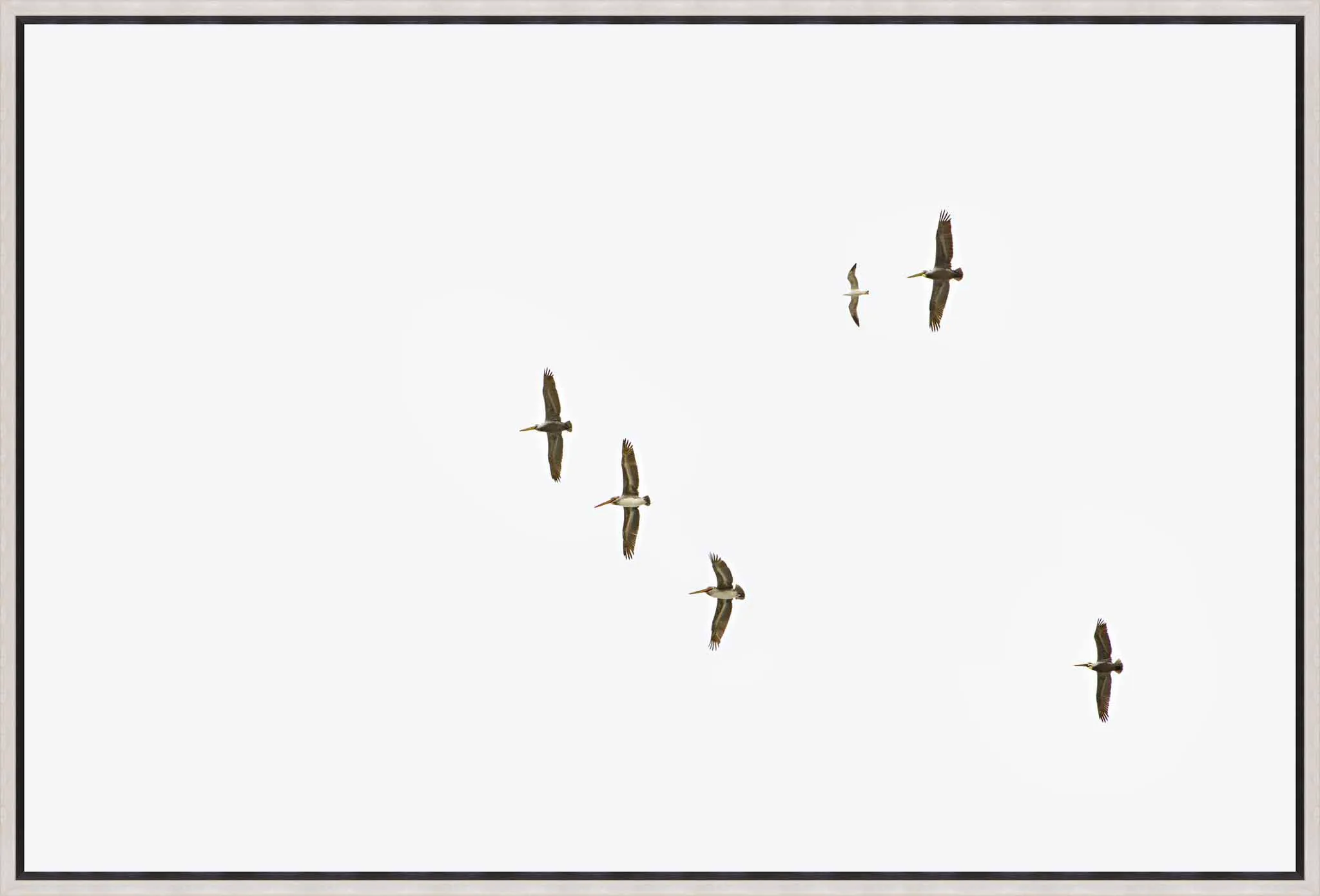 image of Sky to the Fly